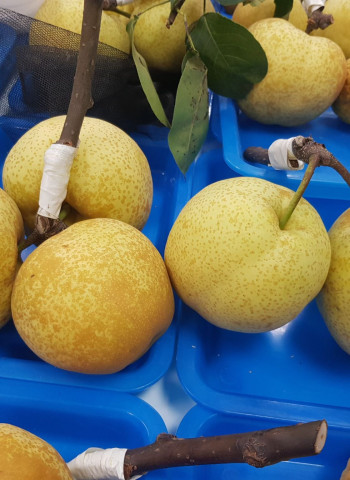 國產黃金梨穗培育有成 嫁接存活率高、開花數多 生育遲緩、梨果小待克服