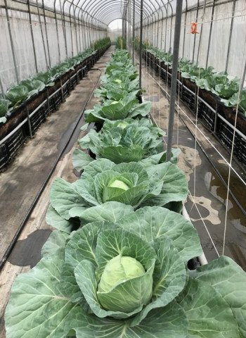 適合加工、外銷市場 高麗菜「台中3號」耐熱、抗病 平地夏季可栽培