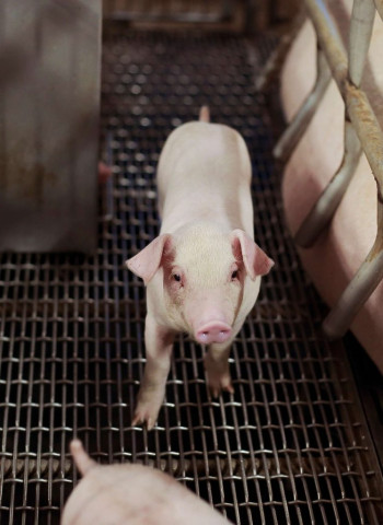 臺灣生鮮豬肉獲准輸入新加坡 重返日本市場是下階段目標