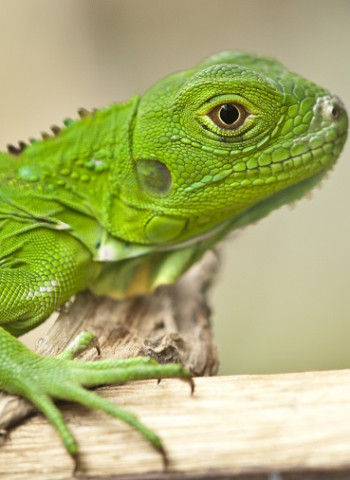 移除綠鬣蜥行動中央地方達共識 民眾受訓後補抓成蜥每隻250元