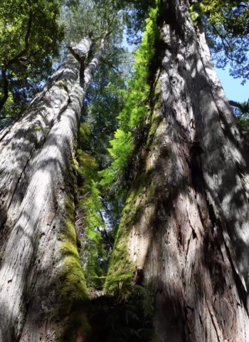 調查「桃山神木」谷地195棵樹木 臺灣巨木森林碳吸存破世界紀錄