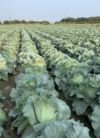 高麗菜種植連亮警戒燈號 農糧署示警：11月中下旬切勿再超種