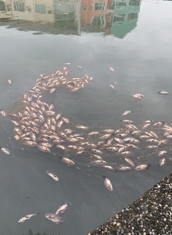 康芮颱風後台南運河現魚屍遍佈 李啟維：需儘速處理避免惡臭擴散