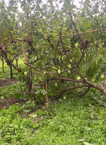 強颱「康芮」帶來豪雨加強風 宜花東金柑、水稻、釋迦受重創