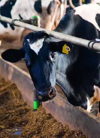 飼糧益生菌、微生物除臭　芽孢桿菌與氨氧化菌應用在畜牧生產