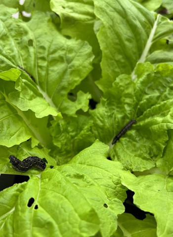 讓種菜像看食譜做菜一樣簡單！ 視覺化介面、使用者導向「種菜芳城市」開放免費使用