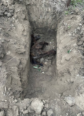 【唬爛亭】浪浪何其無辜　都是人害的