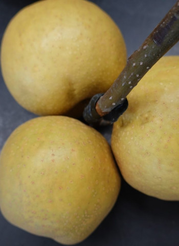 寶島甘露梨全臺嫁接達8成 憂產期集中風險高 臺中場推廣大果舊品種「台中1號」