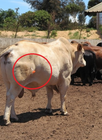 日本爆發牛結節疹 防檢署：檢疫條件重新議定 即日起巴斯德滅菌牛奶可輸臺