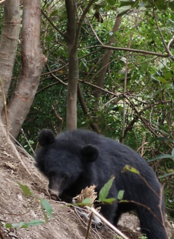 高屏地區首例通報 大武部落巡守隊馳援黑熊順利脫困