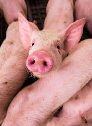 「對微小不確定性的避險」應該公投嗎？關於瘦肉精豬肉進口一案