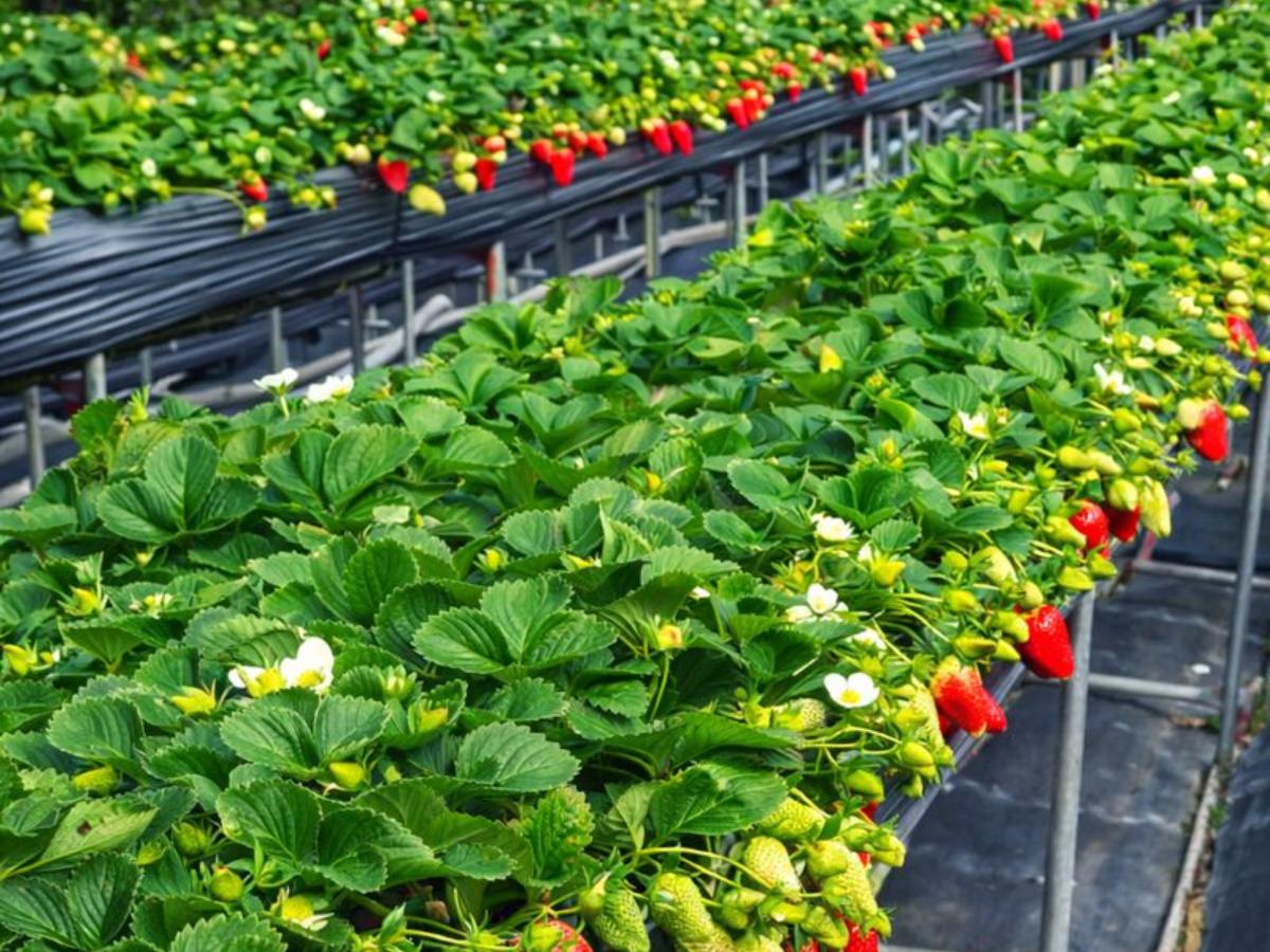 苗栗大湖草莓園推薦 高架採果親子友善 特色草莓品種香甜又好拍