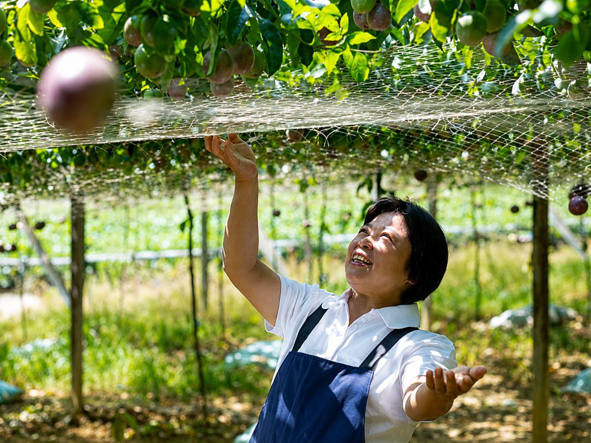 南投公益果園推全台水果宅配 日常團購小農水果也能支持動保