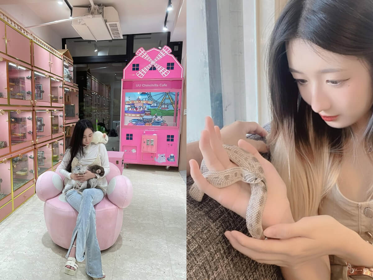 寵物咖啡廳|全台7家超特別動物咖啡廳推薦 可愛龍貓一起吃飯 與蛇共舞超新奇 特殊萌寵魅力無法擋