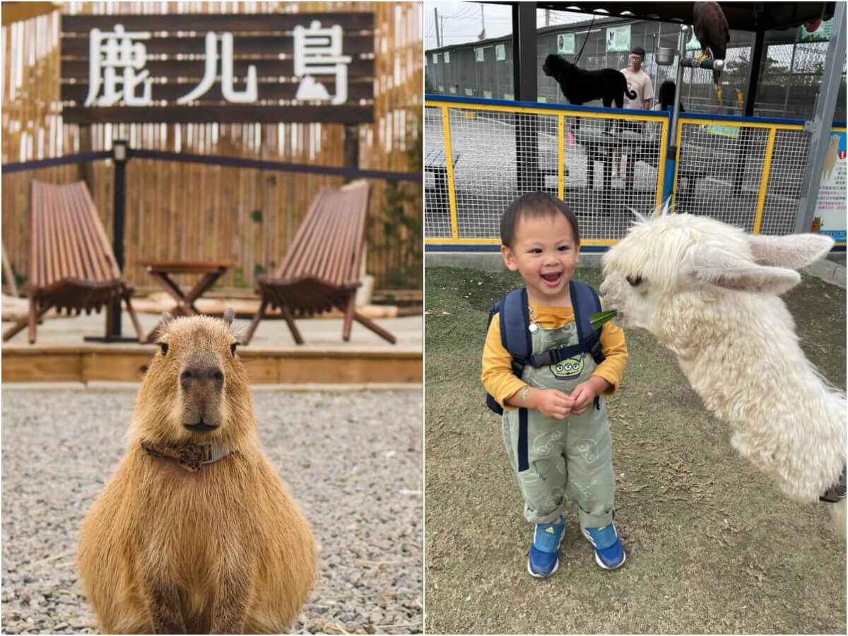南部景點|南部六大特色農場 鹿ㄦ島水豚生態園區、三隻小豬萌翻