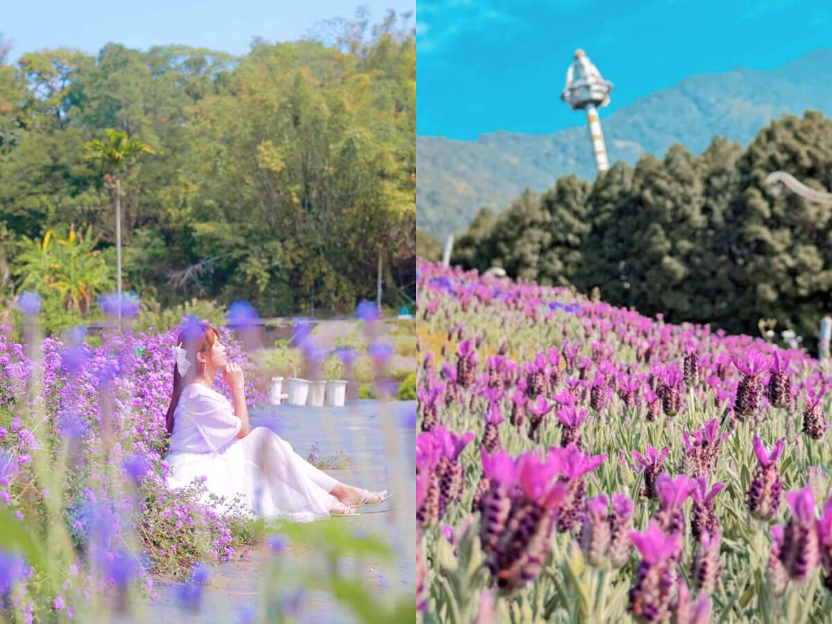 全台薰衣草景點|來場浪漫約會吧!嚴選2025薰衣草花田推薦