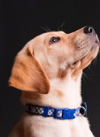 【品種犬認養怪象】專題報導：寵物認養如何變成消費糾紛？