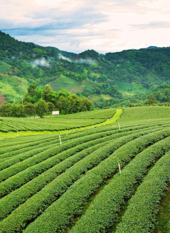 【有機世界大會】臺灣首次主辦！有機農業能量　全世界都在看