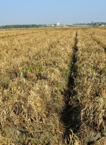 《上下游》報導紅豆使用固殺草安全性評估的三大誤解