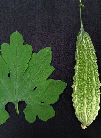 投稿最後10天！ 國產蔬菜繪畫競賽有獎金、獎品拿 作品還能編集成筆記本