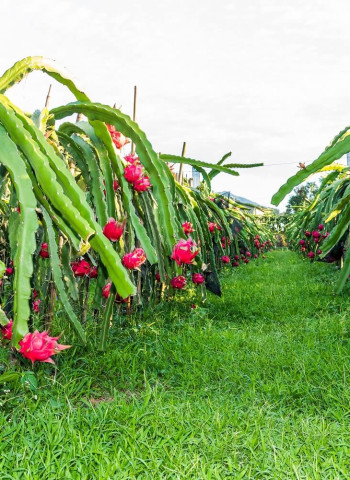 【有機世界大會】農業部農糧署主任秘書陳啓榮：分享臺灣經驗　與國際接軌