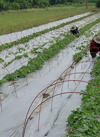【默子-鄉居拾穗】種瓜的季節