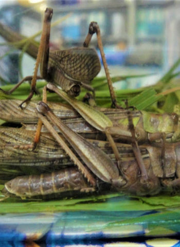 【蝗蝗不安】從東非蝗災看蝗蟲如何成為威脅全球糧食安全的災害?