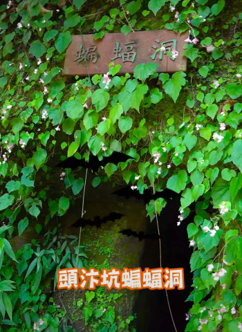 台中太平蝙蝠洞！親子出遊探險！