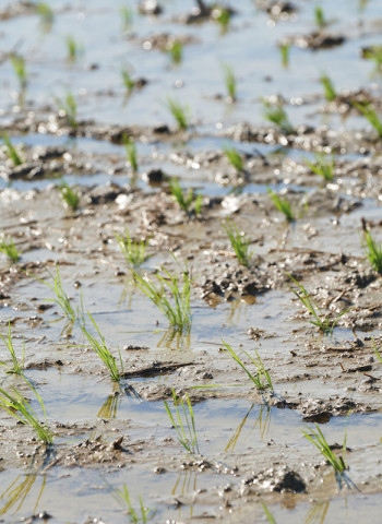 確保臺灣糧食安全 農地是潛在生產的保證:緊急時全面復耕 估糧食自給率可達六成