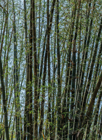 環境部通過森林、竹林經營碳匯方法學 森林疏伐每公頃固碳約3公噸、經營莿竹林20公噸