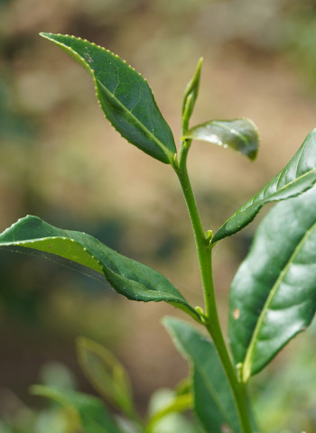 打破低海拔沒好茶的既定印象 「港口茶」-國境之南的風土滋味