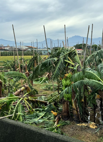 高雄梓官葉菜「全軍覆沒」 高屏香蕉、蓮霧損失一半以上 池上水稻也倒伏