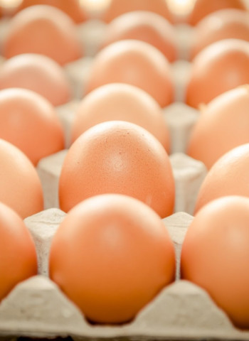 地檢署約談陳吉仲、陳駿季、林聰賢3人後請回 農業部:靜待司法調查