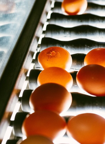 臺灣2023年雞蛋產銷爭議系列報導