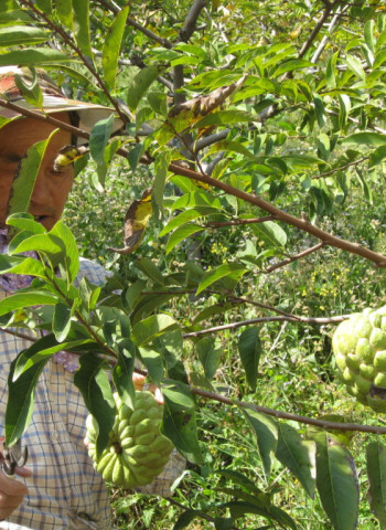 我的父母是臺東老農──近30年的釋迦栽植變遷故事