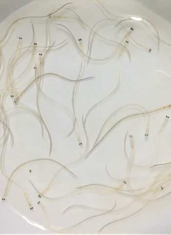 【不回頭的鰻魚產業04】鰻魚產業如何從生死旋渦爬起?韓玉山:5建議是關鍵