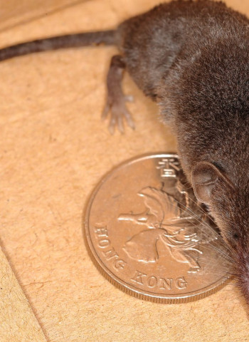 【鼠年小百科】揭祕「錢鼠」:香噴噴又帶財的古老動物?