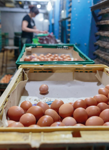 回顧2023年雞蛋產銷爭議 剖析雞蛋產銷環節:不同通路系統龐雜 農業部需進一步掌握資訊