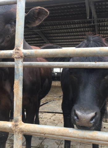 雅勝屠宰場屠宰工灌水牛隻 農業部開罰3萬元 桃動保處開罰行為人1.5萬元