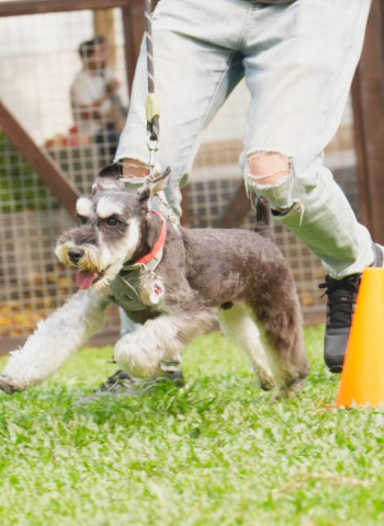 農業部預告制定《寵物食品管理法》專法 製造、販賣不合格寵物食品及散播食安謠言均處刑罰
