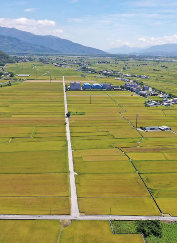 守護關山有機水稻田　本土黑殭菌菌種成功防治稻黑椿象