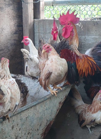 【楊逸宏-府城說書人】沒穿衣服的鳥