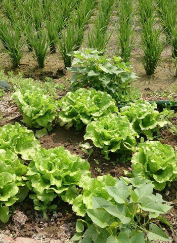 【默子-鄉居拾穗】地盡其利