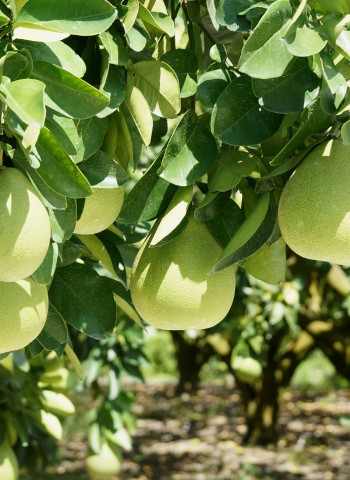 中國宣布25日起停止臺灣34項農產品免關稅 農業部：損失有限影響可控