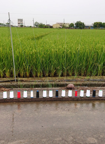 【默子-鄉居拾穗】大陣仗出動