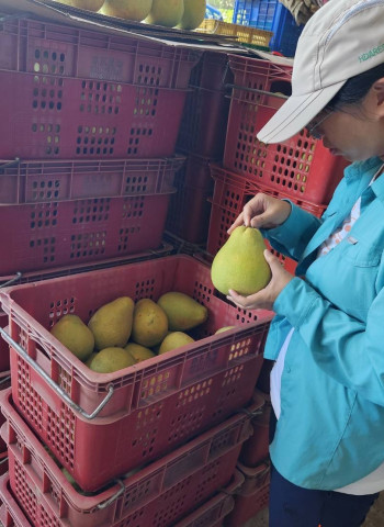 花蓮輸中文旦檢疫不合格率近43% 陳駿季：請農改場輔導改善、以最好品質輸出