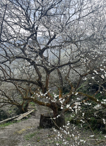 梅嶺梅花盛開 市長黃偉哲邀民眾賞花體驗冬日臺南