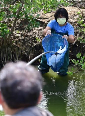 臺南市重要濕地生態保育績效優良,黑面琵鷺數量大幅增加!
