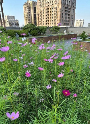 高雄市立體綠化補助3/25受理！納淨零設施打造更綠意生活，最高可獲80萬補助！