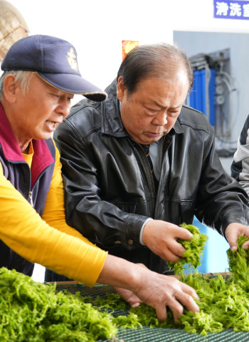澎湖野生海菜魅力無限！陳光復力挺業者拓展全球市場